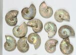 Lot: KG Silver Iridescent Ammonites (-) - Pieces #79449-1